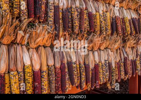 Mehrfarbiger Mais mit der Schale, die zur saisonalen Dekoration im Herbst verwendet wird, hängt in einer Scheune zum Verkauf auf einem Bauernmarkt Stockfoto