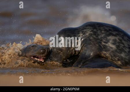 Gray Seal (Halichoerus grypus) kämpfen vor der Küste von Lincolnshire in England, Großbritannien Stockfoto