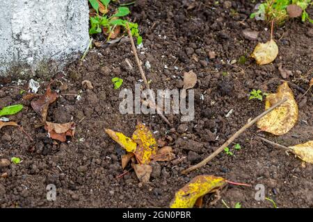 Schwarze Johannisbeeren Stecklinge im Boden im Herbst Stockfoto