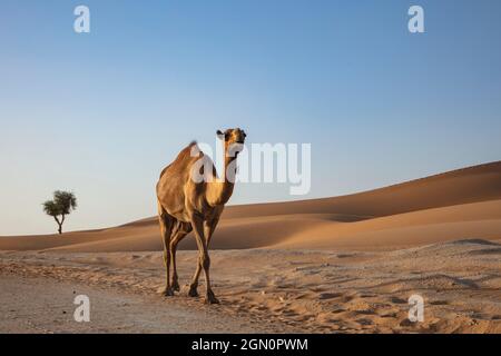 Kamele verläuft entlang der Straße durch die Wüste, in der Nähe von Arabian Nights Village, Razeen-Gebiet von Al Khatim, Abu Dhabi, Vereinigte Arabische Emirate, Naher Osten Stockfoto