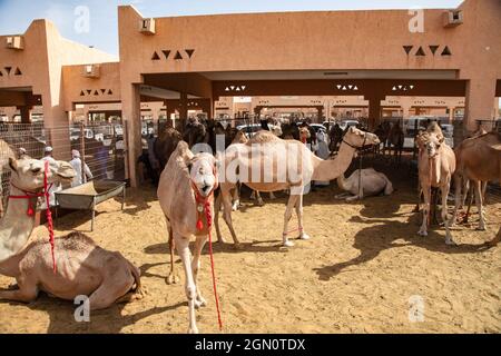 Dromedare auf dem Al Ain Kamelmarkt, Al Ain, Abu Dhabi, Vereinigte Arabische Emirate, Naher Osten Stockfoto