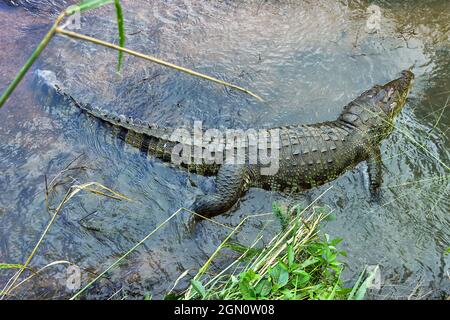 Tot aus einem unbekannten Grund (die Art zeichnet sich durch eine hohe Überlebensfähigkeit aus) Räuber (Crocodylus palustris kimbula), in einem schmalen Flusslauf. Sumpf Stockfoto