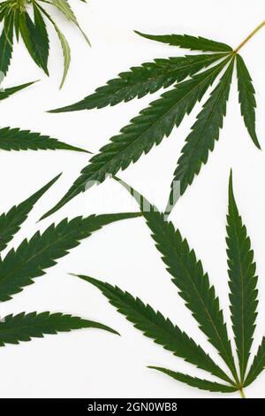 Bild von Marihuana-Blättern auf weißem Hintergrund alternative Medizin Konzept Kosmetik und Hautpflegeprodukte Stockfoto