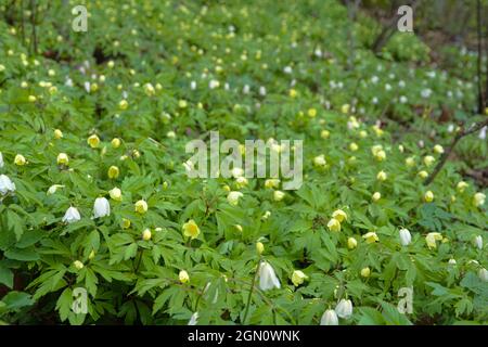 Frühblüher (Primeln) der nordeuropäischen Wälder. Europäische Anemone (Anemone nemorosa) und Gelbe Anemone (Anemone ranunculoides) in p Stockfoto