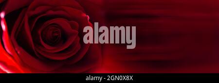 Rote Rose Blume Knospe Nahaufnahme Hintergrundstruktur. Panorama-Banner Stockfoto