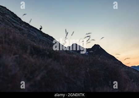 Steinbock in den schweizer Bergen, schweiz, Berge, wild, Steinbock, Stockfoto