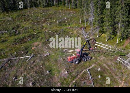 Walderntemaschine reinigt frisch geschnittenen Baum von Ästen, vollautomatische Maschine im Wald, Top-down-Luftbild Stockfoto