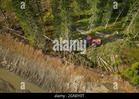 Ernte im Wald mit vollautomatischer Maschine, von oben nach unten Luftbild. Stockfoto