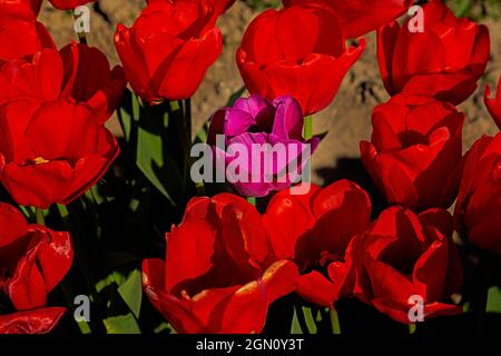 WA19639-00...WASHINGTON - eine verlegte Tulpe in einer Reihe roter Tulpen, die auf einem Feld auf der RoozenGaarde Bulb Farm im Skagit Valley blühen. Stockfoto