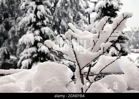Die Schönheit der Stille des Winterschnees auf leeren Ästen am Morgen Stockfoto