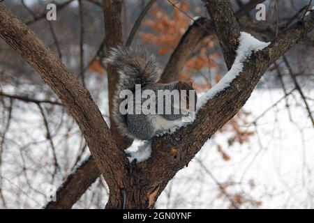 Nahaufnahme eines Eichhörnchen, das auf den Zweigen im Central Park mit dem Schnee spielt Stockfoto