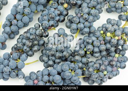 Trauben aus blauen Trauben auf weißem Hintergrund. Weinbeeren auf dem Tisch ernten. Foto von oben Stockfoto