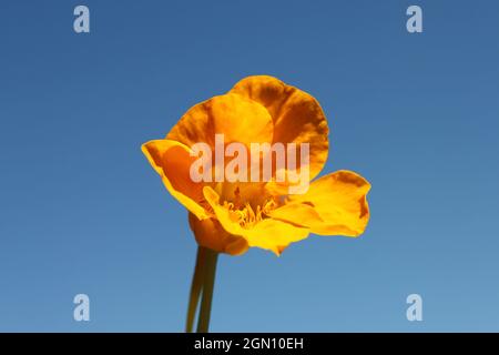 Die gelbe Blume der Brunnenkresse gegen den blauen Himmel Stockfoto