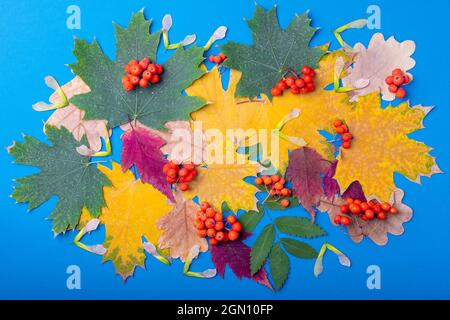 Farbenfroher Herbsthintergrund aus getrockneten Blättern verschiedener Baumarten Eiche, Ahorn, Eberesche und orange Eberesche Beeren auf blauem Hintergrund, Draufsicht, flach Stockfoto