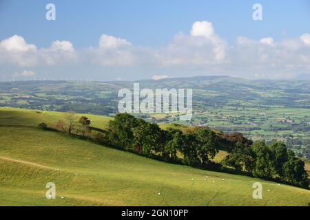 Rollende Hänge und das Tal von Clwyd vom Deichpfad von Offa aus gesehen, innerhalb der Clydian Range of Hills. Stockfoto