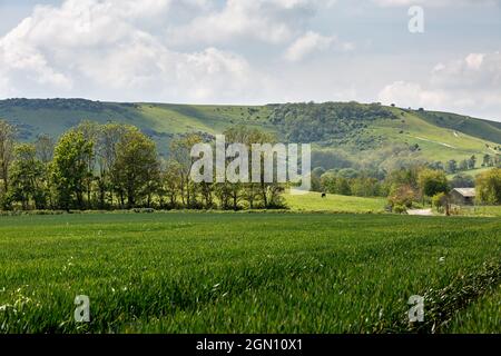 Blick in Richtung Kingston Ridge in Sussex, an einem sonnigen späten Frühlingstag Stockfoto