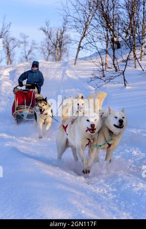 Hundeschlittentour in der Nähe von Indset, Björn Klauer &#39;s Husky Farm, Bardufoss, Norwegen Stockfoto