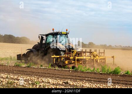 Zwiebelernte Bawdsey Suffolk England Stockfoto