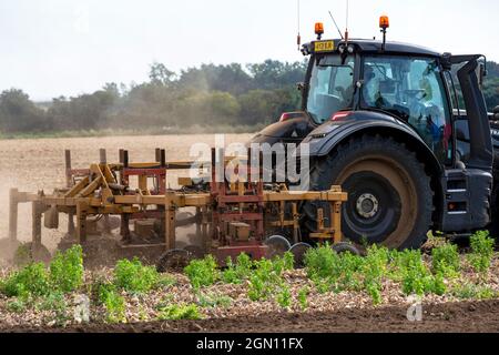 Zwiebelernte Bawdsey Suffolk England Stockfoto