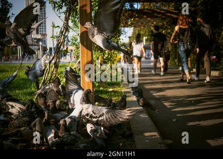 Izmir, Izmir, Türkei. September 2021. Tauben und Fußgänger auf dem Uckuyular Platz in Izmir-Türkei. (Bild: © Uygar Ozel/ZUMA Press Wire) Stockfoto