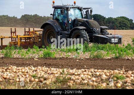 Zwiebelernte Bawdsey Suffolk England Stockfoto