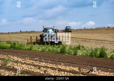 Zwiebelernte Bawdsey Suffolk England Stockfoto