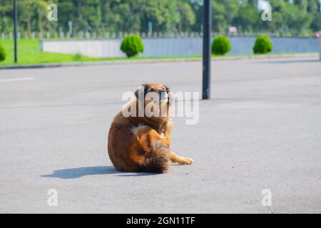 Ein Ingwer-Hund kratzt sich an seiner Pfote Stockfoto