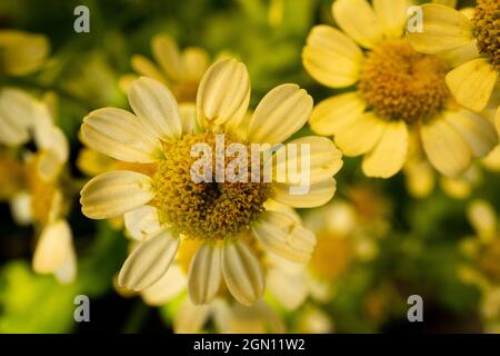 Makrofotografie von zarten Kamillenblüten in einem sanften goldenen Licht Stockfoto