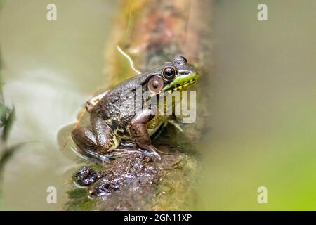 Männlicher Grüner Frosch (Lithobates clamitans oder Rana clamitans) - Pisgah National Forest - Brevard, North Carolina, USA Stockfoto