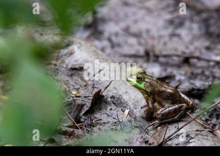 Weibliche amerikanische Bullfrog (Lithobates catesbeianus) - Pisgah National Forest, Brevard, North Carolina, USA Stockfoto