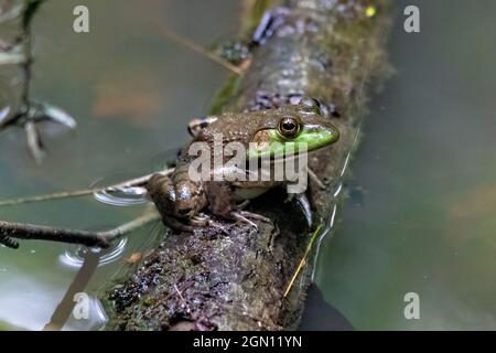 Weibliche amerikanische Bullfrog (Lithobates catesbeianus) - Pisgah National Forest, Brevard, North Carolina, USA Stockfoto