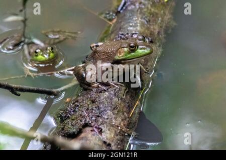 Weibliche amerikanische Bullfrog (Lithobates catesbeianus) - Pisgah National Forest, Brevard, North Carolina, USA Stockfoto