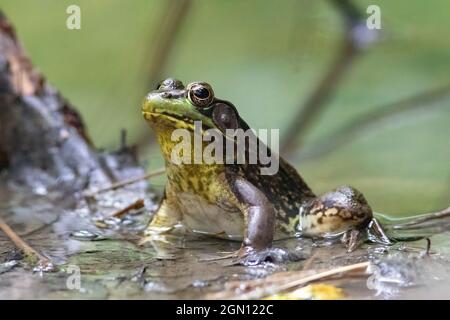 Männlicher Grüner Frosch (Lithobates clamitans oder Rana clamitans) - Pisgah National Forest - Brevard, North Carolina, USA Stockfoto