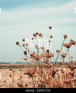 Nahaufnahme von wild sterbenden Kamillenblüten auf einem leeren Feld mit Retro-Vintage-Körnerarbeiten. Blassblauer Himmel, blassorangefarbenes Gras im Hintergrund. Vertica Stockfoto
