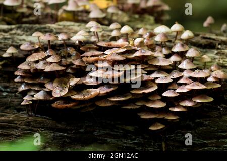 Pilze zersetzen einen Baumstamm im Wald. Pilze sprießen nach einem Regensturm. Stockfoto
