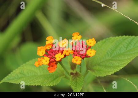 Schöne Lantana-Blüten blühen in rot und gelb Stockfoto