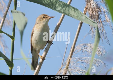 Eurasischer Rohrsänger in natürlichem Lebensraum (Acrocephalus scirpaceus) Stockfoto