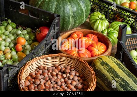 Ernte von reifen und unreifen Tomaten in Kisten, Kürbis, Zucchini und Korb mit Haselnüssen auf dem Boden gestapelt Stockfoto