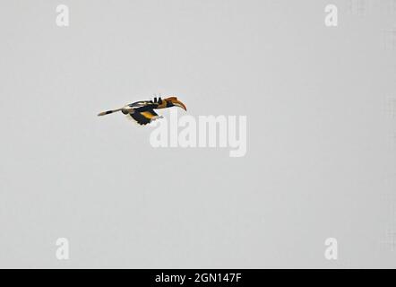 Großer Hornbill (Buceros bicornis) Erwachsener auf Flug Nameri, Assam, Indien Januar Stockfoto