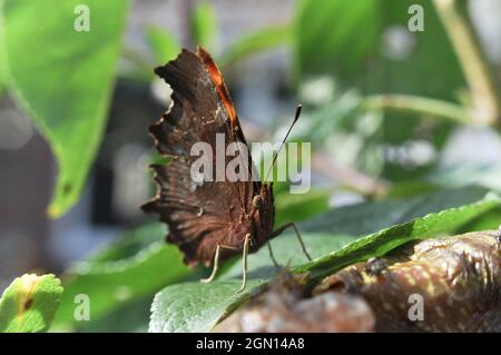 Komma-Schmetterling (Polygonia c-Album), der auf einem Blatt mit Flügeln in aufrechter Position ruht Stockfoto