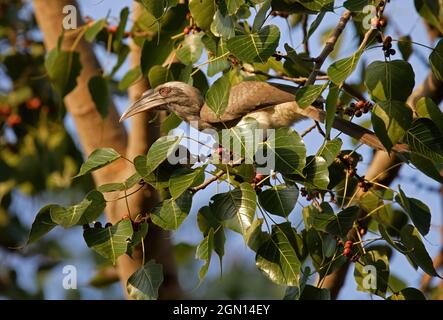 Indian Grey Hornbill (Ocyceros birostris) weiblich/unreif im Fruchtbaum Madhya Pradesh, Indien November Stockfoto