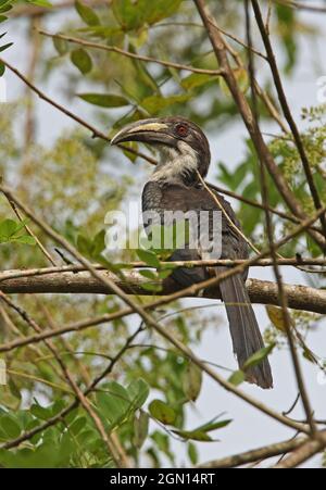 Sri Lanka Grauer Hornbill (Ocyceros gingalensis) erwachsenes Weibchen, das auf einem Zweig thront (Sri Lanka endemisch) Kitulgala, Sri Lanka Dezember Stockfoto