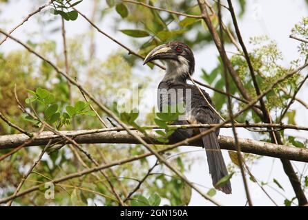 Sri Lanka Grauer Hornbill (Ocyceros gingalensis) erwachsenes Weibchen, das auf einem Zweig thront (Sri Lanka endemisch) Kitulgala, Sri Lanka Dezember Stockfoto