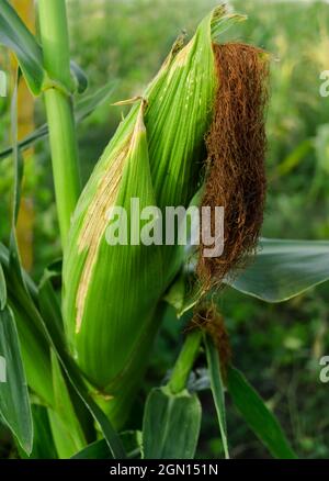 Junger Mais mit einem reifenden Kohlkopf auf dem Stamm einer Pflanze auf einem Feld vor dem Hintergrund grüner Vegetation Stockfoto