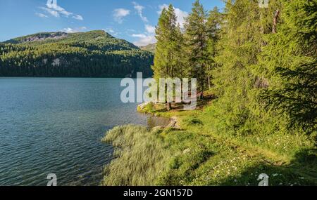 Sommermorgen auf der Chaste Peninsula, Sils-See, Oberengadin, Schweiz, mit Piz Margna im Hintergrund Stockfoto