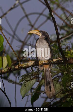 Sri Lanka Grauer Hornbill (Ocyceros gingalensis) erwachsenes Männchen, das auf einem Zweig thront (Sri Lanka endemisch) Kitulgala, Sri Lanka Dezember Stockfoto