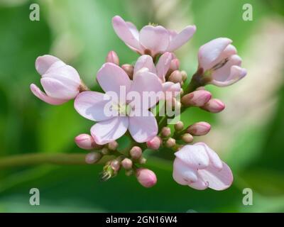 Ein Jatropha-Integerrima-Strauch mit blassrosa Blüten. Stockfoto