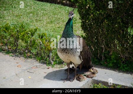 Pfau mit seinen Küken im Crystal Palace Garten, Porto, Portugal Stockfoto