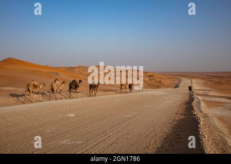 Kamele laufen entlang der Straße durch die Wüste, in der Nähe von Arabian Nights Village, Razeen Gegend von Al Khatim, Abu Dhabi, Vereinigte Arabische Emirate, Mittlerer Osten Stockfoto