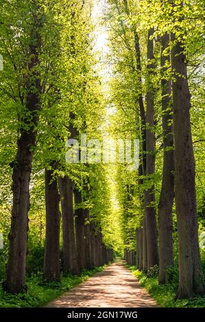 Frühsommer Lindenallee im Schlosspark Eutin, Naturpark Holstein Schweiz, Ostholstein, Schleswig-Holstein, Deutschland Stockfoto